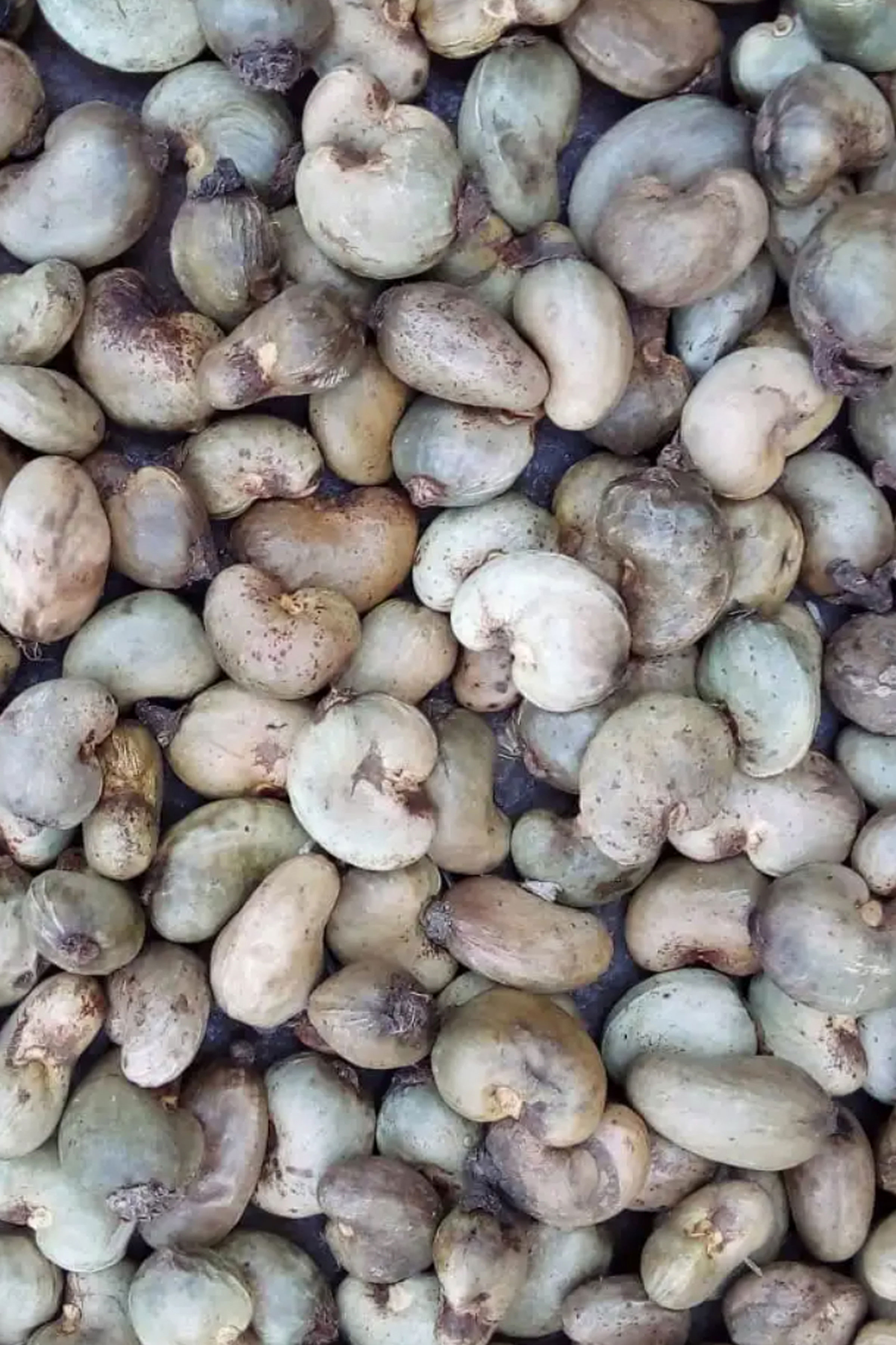 global raw cashews